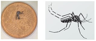 Tigermücke 1-ct Münze und Illustration